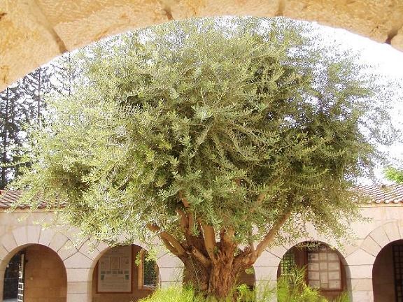 085-Табха-оливковое дерево